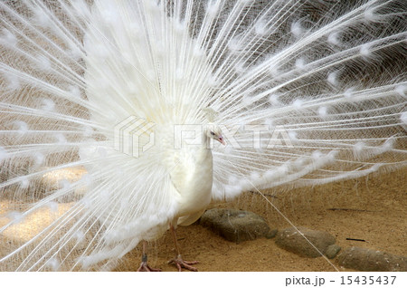 インドの国鳥の写真素材