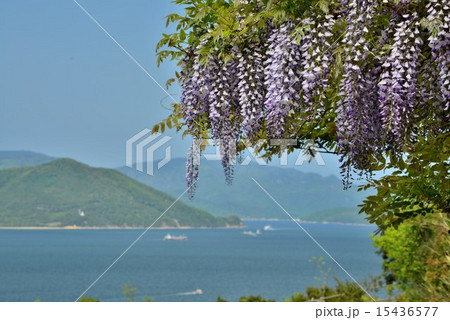 山藤 花 大串半島 さぬき市の写真素材