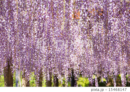 奥床しいの写真素材