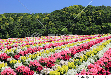 東京ドイツ村 花畑 千葉県 お花畑の写真素材