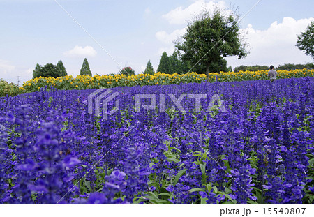 ラベンダー 紫 世羅高原の写真素材