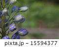 デルフィニウムのつぼみはイルカの形の写真素材