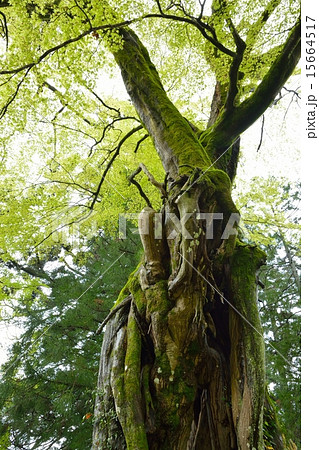 合体木の写真素材 - PIXTA