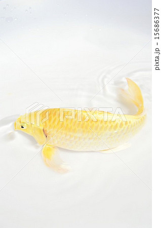 錦鯉 金色 魚 鯉の写真素材 - PIXTA