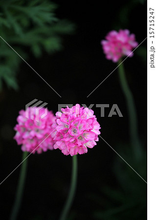 ハマカンザシ アルメリア 花 小花の写真素材