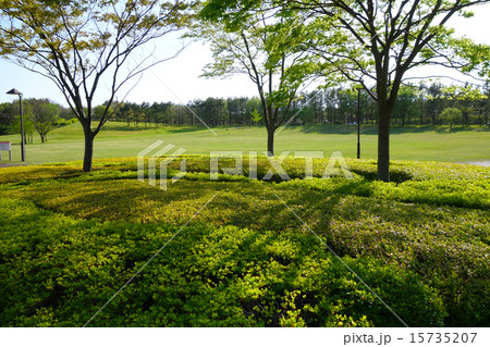 植え込み 公園の写真素材