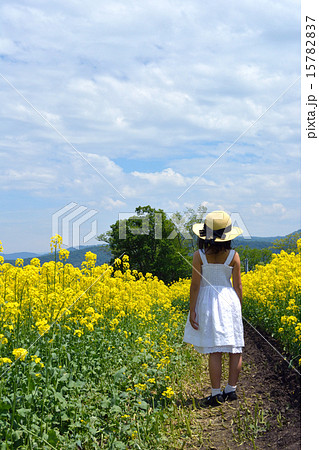 女の子 後姿 菜の花 麦わら帽子の写真素材