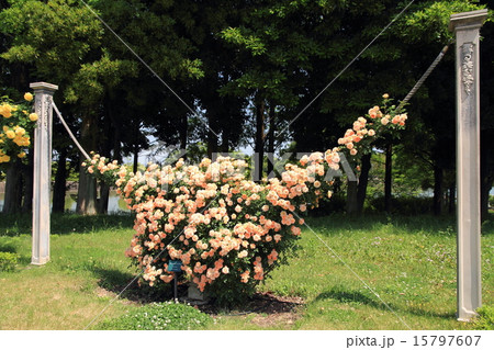 植物 バラ スイートドリーム 花の写真素材