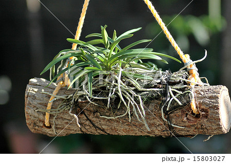 希少植物 風蘭 開花7月 育て方の写真素材