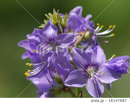 ハナシノブ はなしのぶ 花忍 野草の写真素材