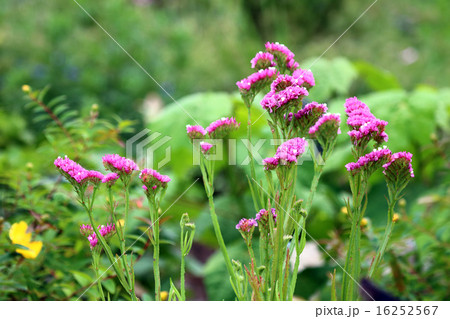 花 スターチス 紫色 鉢植えの写真素材