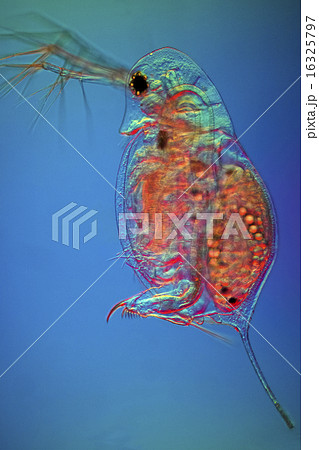 ミジンコ プランクトン 微生物 かわいいの写真素材