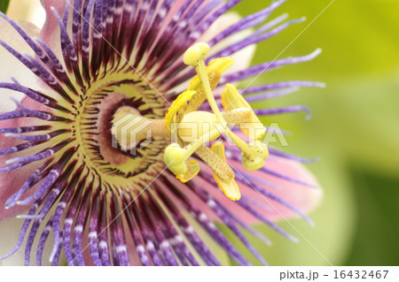 パッシフローラ ベロッティの写真素材