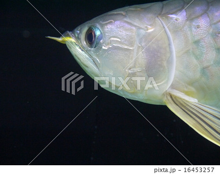 アロワナ かっこいい 熱帯魚 水槽の写真素材 Pixta