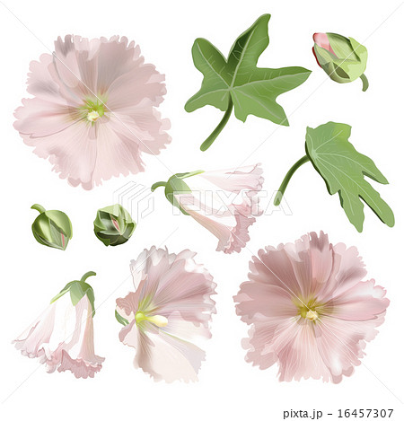 Lavatera Annual Mallow 花葵の写真素材