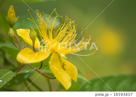 ビヨウヤナギ 花 花言葉 有用の写真素材 Pixta