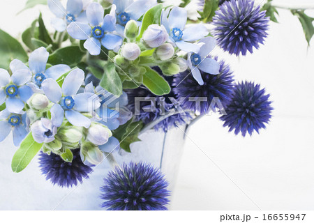 ブルースターの写真素材