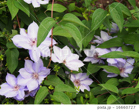 花 テッセン 鉄扇 植物 綺麗の写真素材