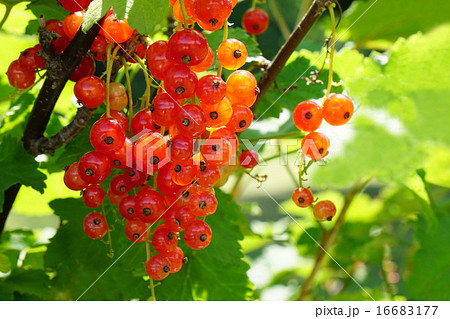 スグリ 赤い実 スグリ属 ユキノシタ科の写真素材