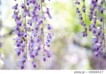 藤の花と虫の写真素材