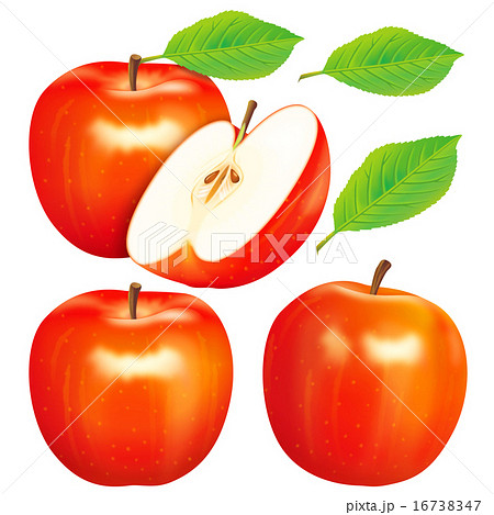 りんご リアルイラスト リアル 切り口のイラスト素材