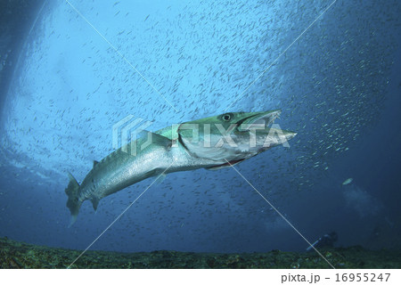 迫力ある 魚の写真素材