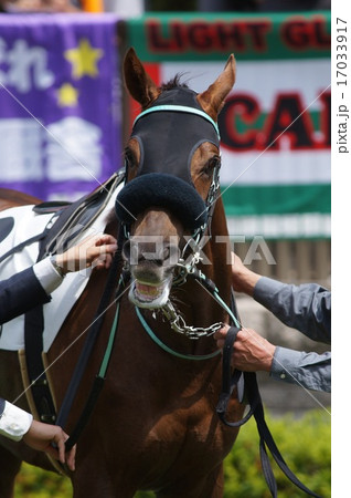 馬 メンコ シャドーロール 競走馬の写真素材