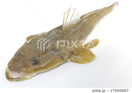 こち 平たい魚 フラットヘッド マゴチの写真素材