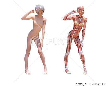 人体標本 女性 人体 肉体のイラスト素材 人体標本 女性 人体 肉体のイラスト素材