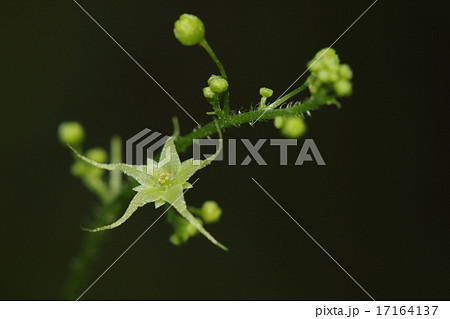 甘茶蔓茶の写真素材