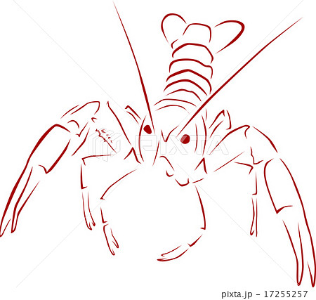 アメリカザリガニ ザリガニのイラスト素材