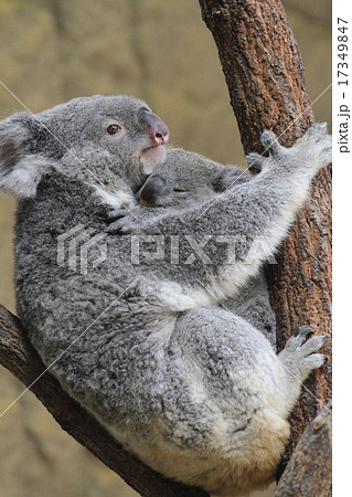 抱っこ コアラ 動物 親子の写真素材