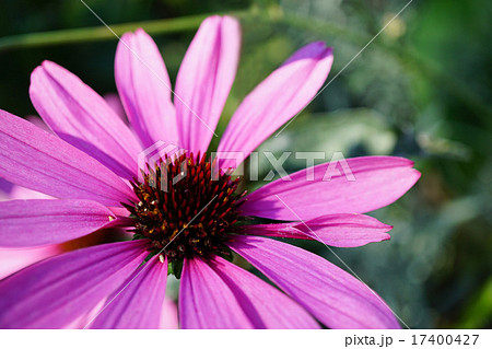 すべての美しい花の画像 無料印刷可能コスモスに似た花 ピンク