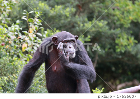 チンパンジー 横顔 動物 猿の写真素材