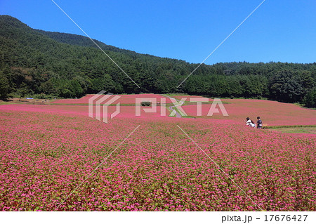 赤蕎麦 赤そば 花 赤い花の写真素材 - PIXTA