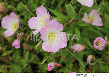 ピンクの花 昼咲き月見草 桃色の花 野に咲く花の写真素材