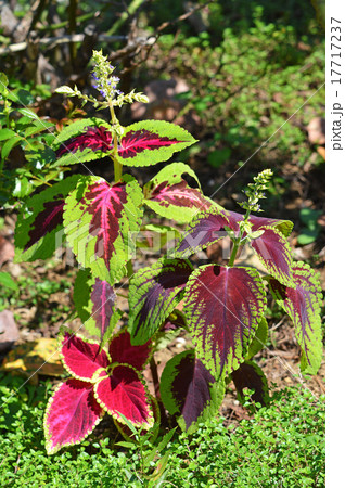 コリウス 非耐寒性多年草 コリウス属 インドネシア原産の写真素材