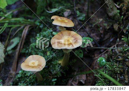 ボリボリ 山菜 キノコの写真素材