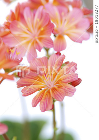 レウィシア 花 イワハナビ 赤の写真素材 レウィシア 花 イワハナビ 赤の写真素材