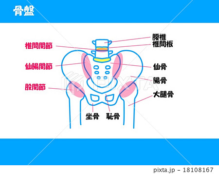 仙腸関節 関節 整体 カイロプラクティックのイラスト素材