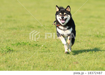 柴犬 黒柴 走る ダッシュの写真素材