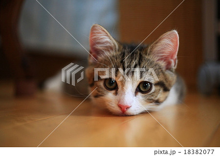 子猫 マンチカン リビング かわいいの写真素材