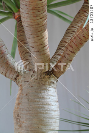 竜血樹の写真素材
