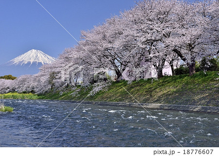 富士山 桜 川 潤井川の写真素材 - PIXTA