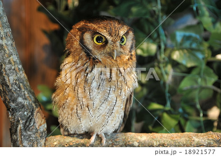 フクロウ 鳥 鎌倉 小町通りの写真素材 フクロウ 鳥 鎌倉 小町通りの写真素材