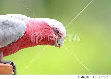 モモイロインコ インコ 野鳥 野生動物の写真素材