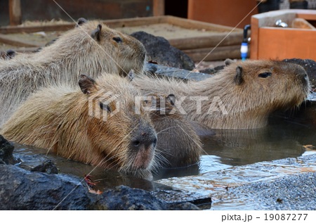 カピバラ温泉の写真素材