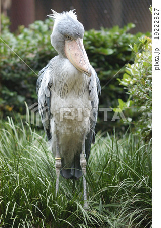 ハシビロコウ 嘴広鸛 鳥 希少種の写真素材 - PIXTA