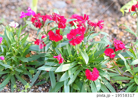 花壇 花 テルスター ナデシコ科の写真素材