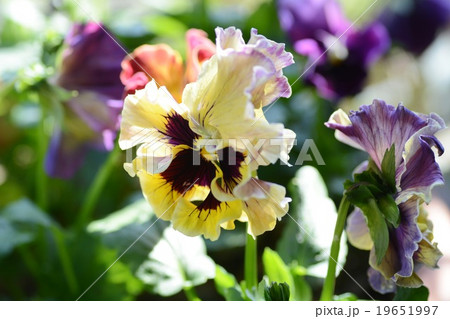 ムーランフリルの写真素材